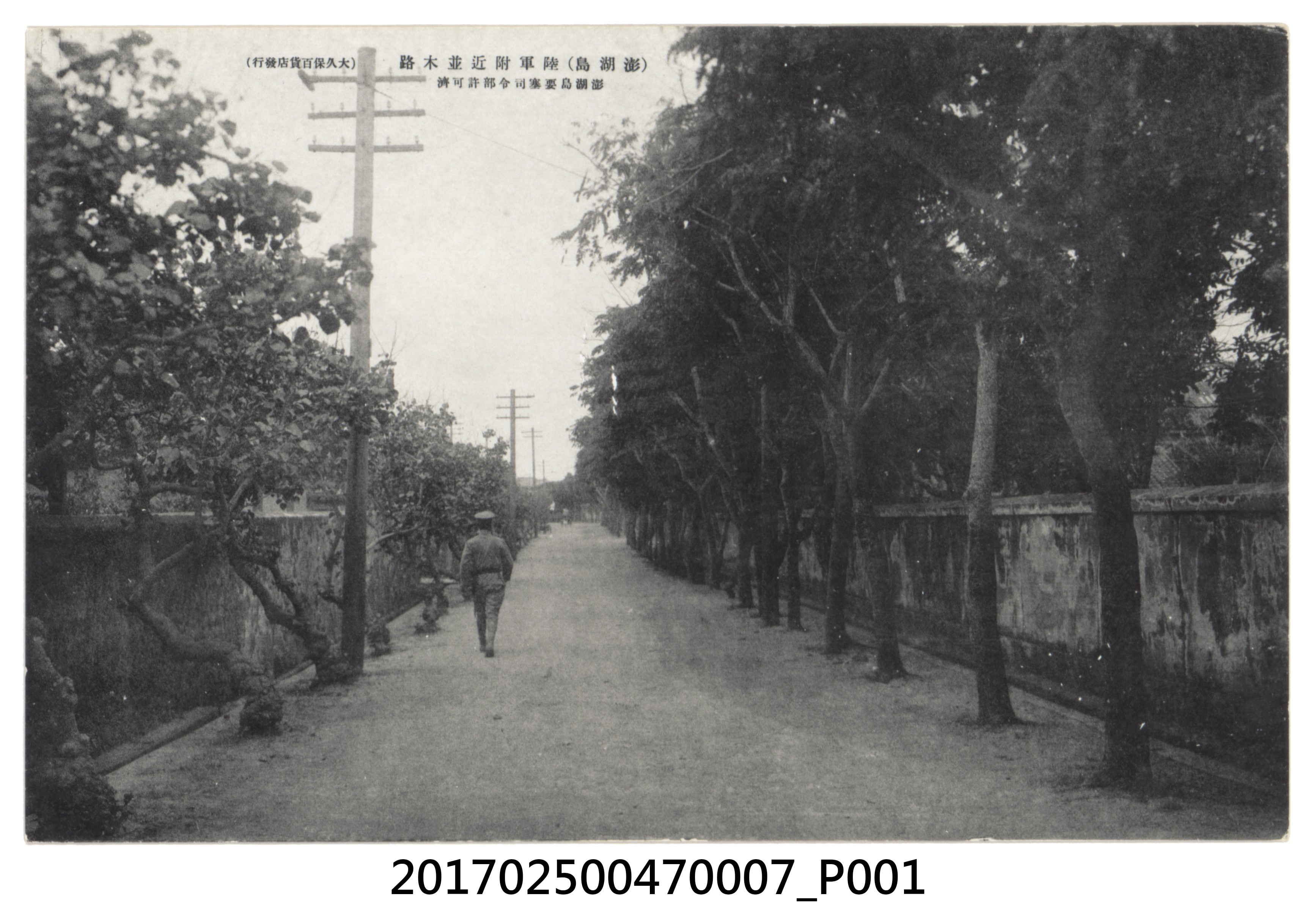 澎湖島之陸軍附近路樹 (共4張)