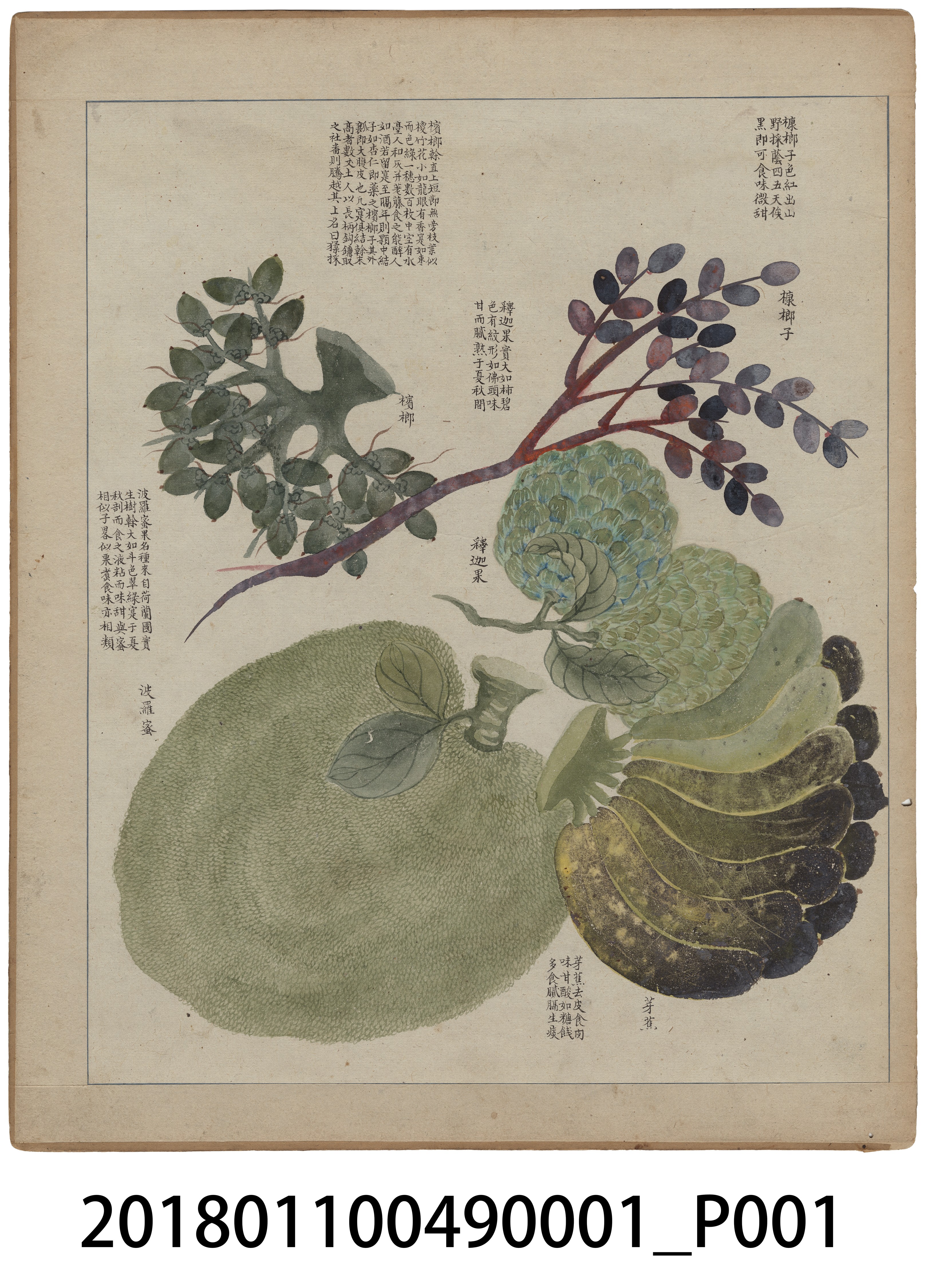 「番社采風圖 槺榔子 檳榔 釋迦果 波羅蜜 芽蕉」 (共3張)