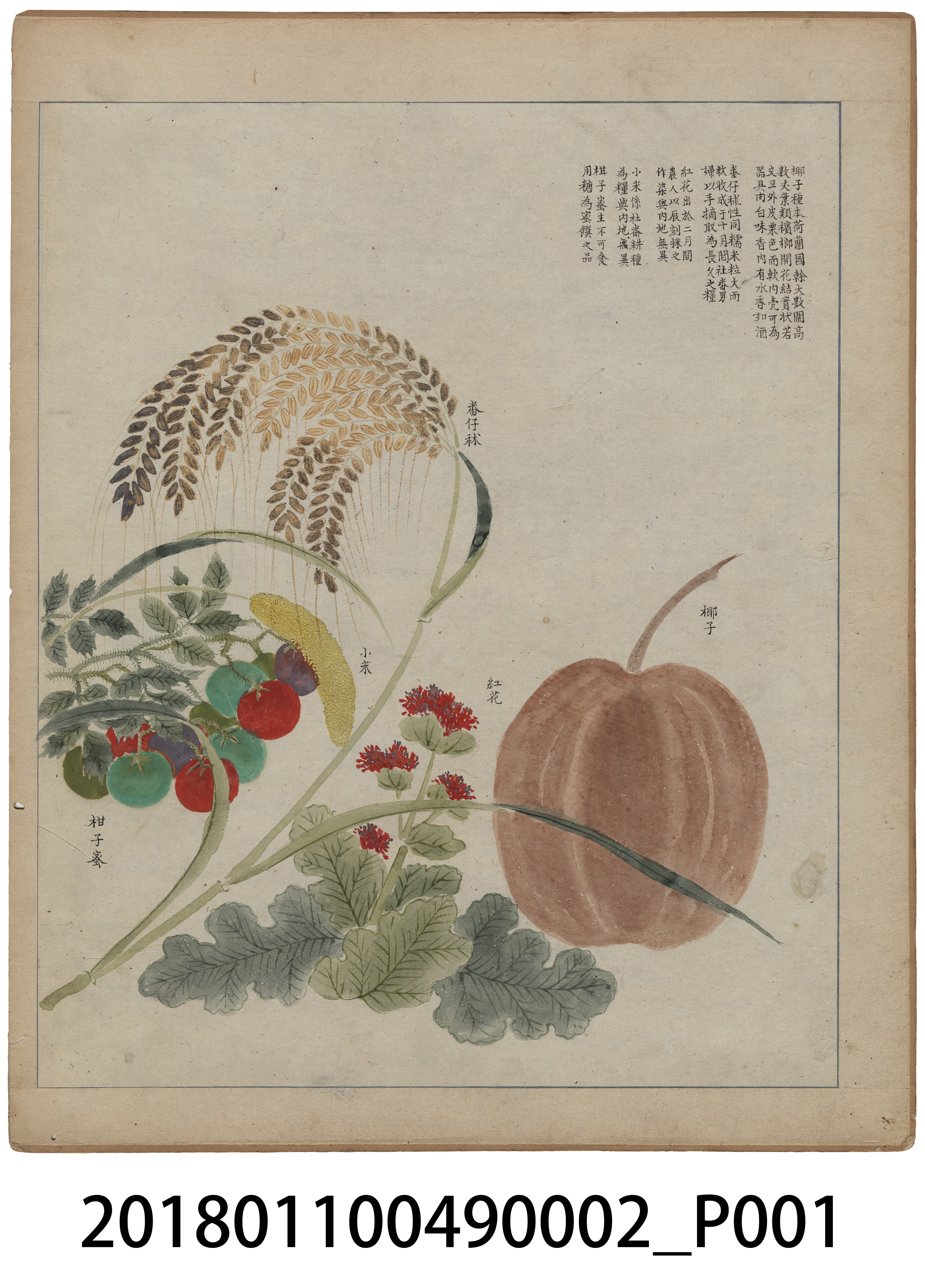 「番社采風圖 番仔秫 小米 紅花 椰子」 (共3張)