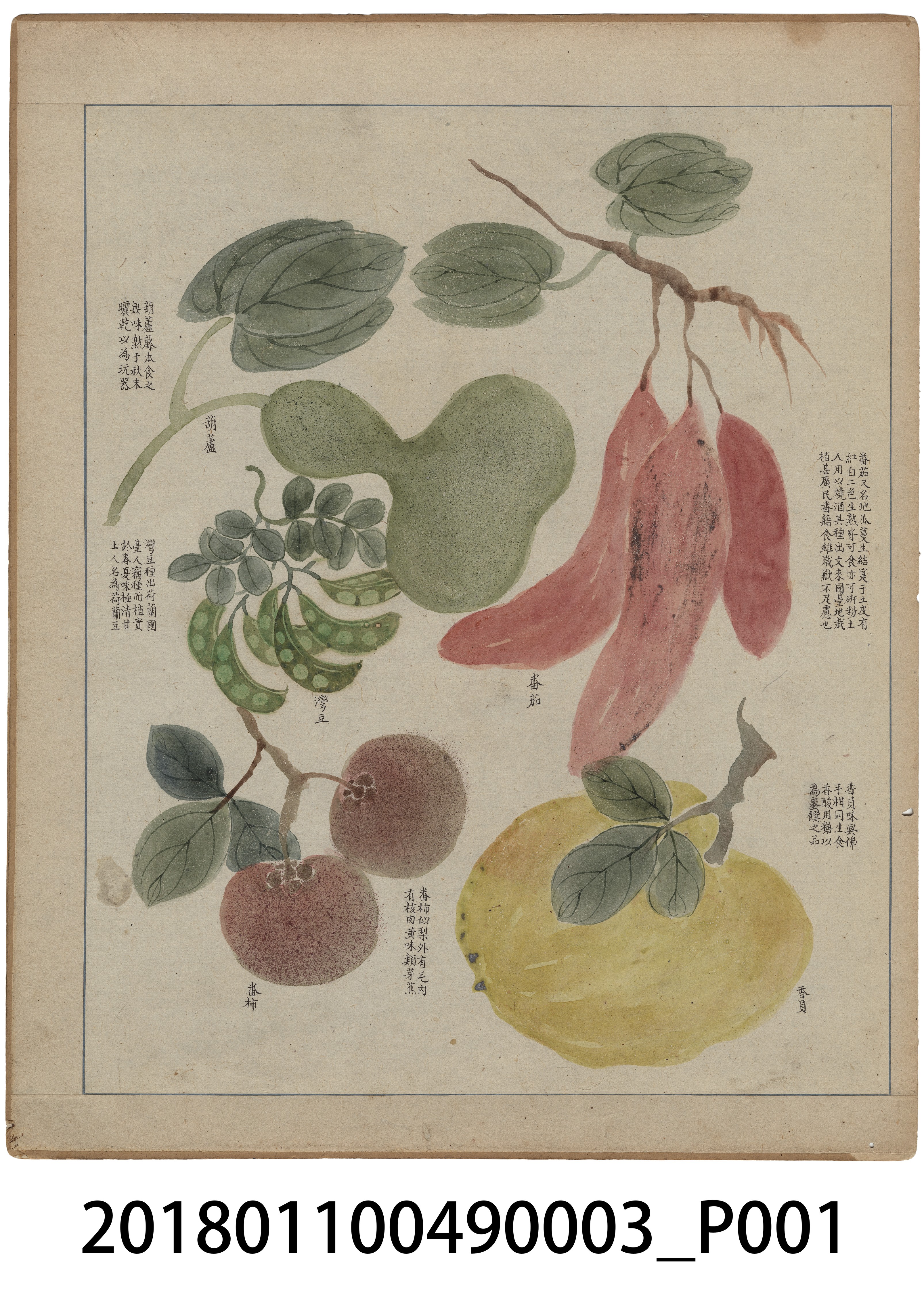 「番社采風圖 番茄 葫蘆 灣豆 番柿 香員」 (共3張)