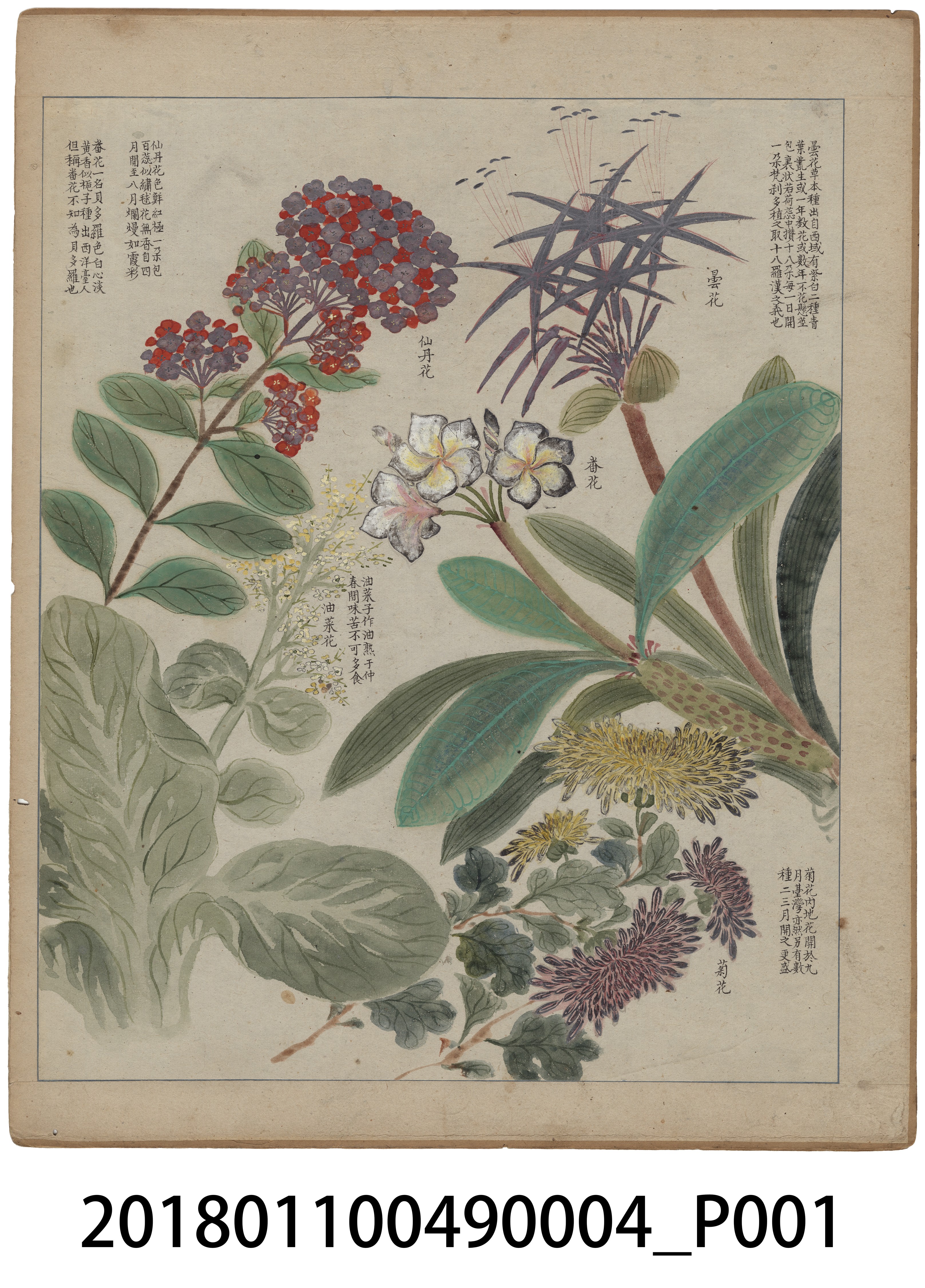 「番社采風圖 曇花 仙丹花 番花 油菜花 菊花」 (共3張)