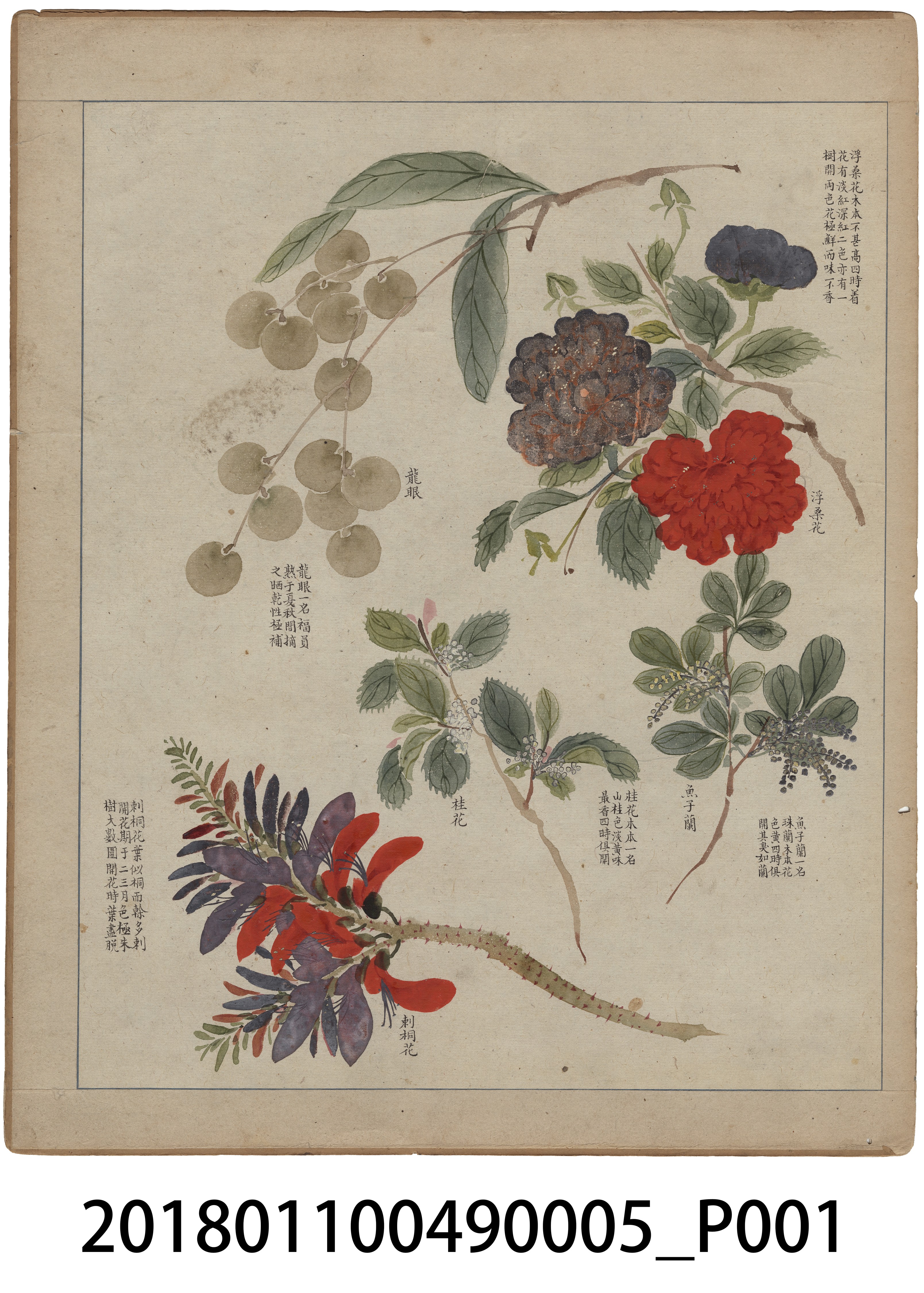 「番社采風圖 龍眼 浮桑花 桂花 魚子蘭 刺桐花」 (共3張)