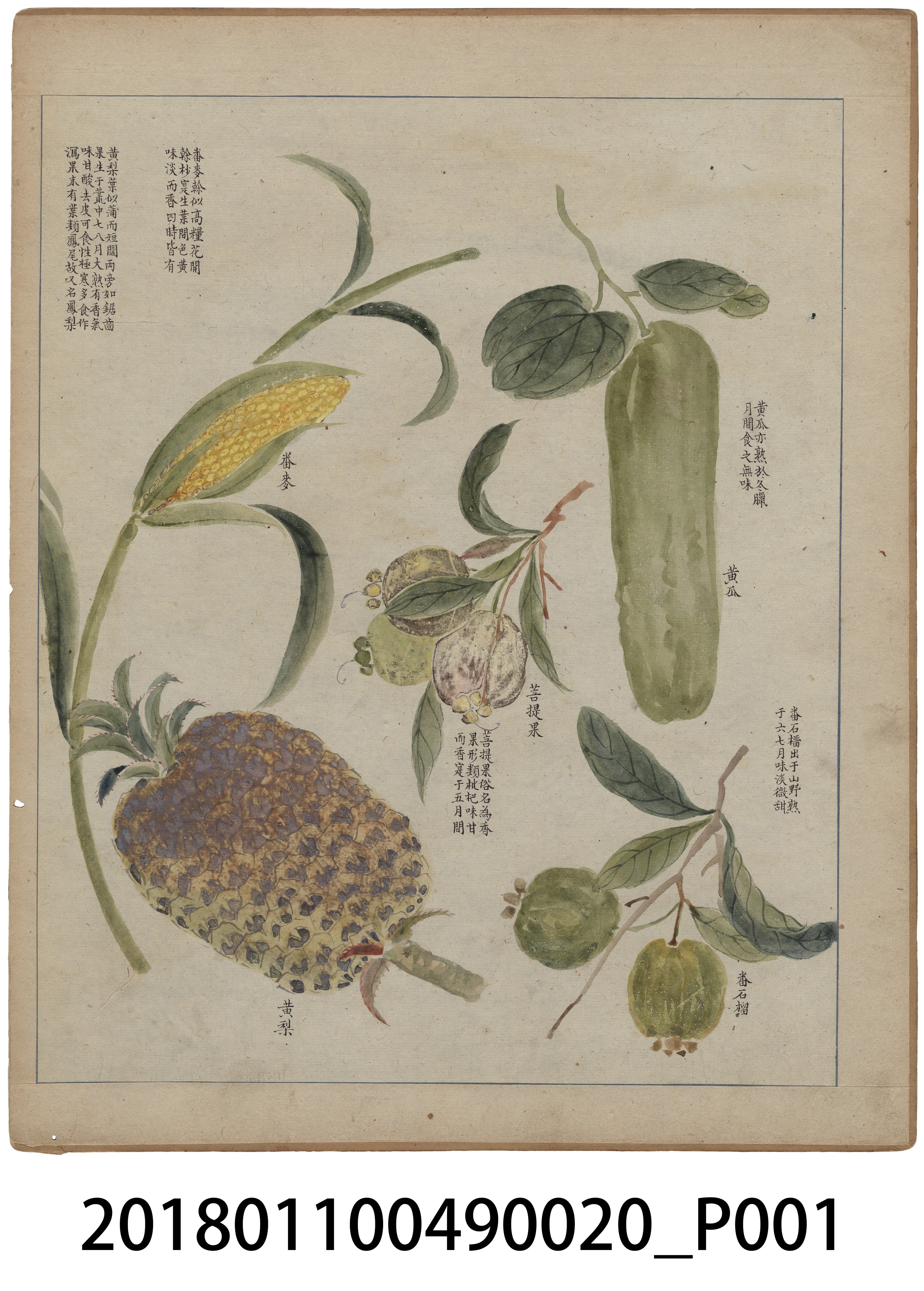 「番社采風圖 黃瓜 番麥 菩提果 黃梨 番石榴」 (共3張)