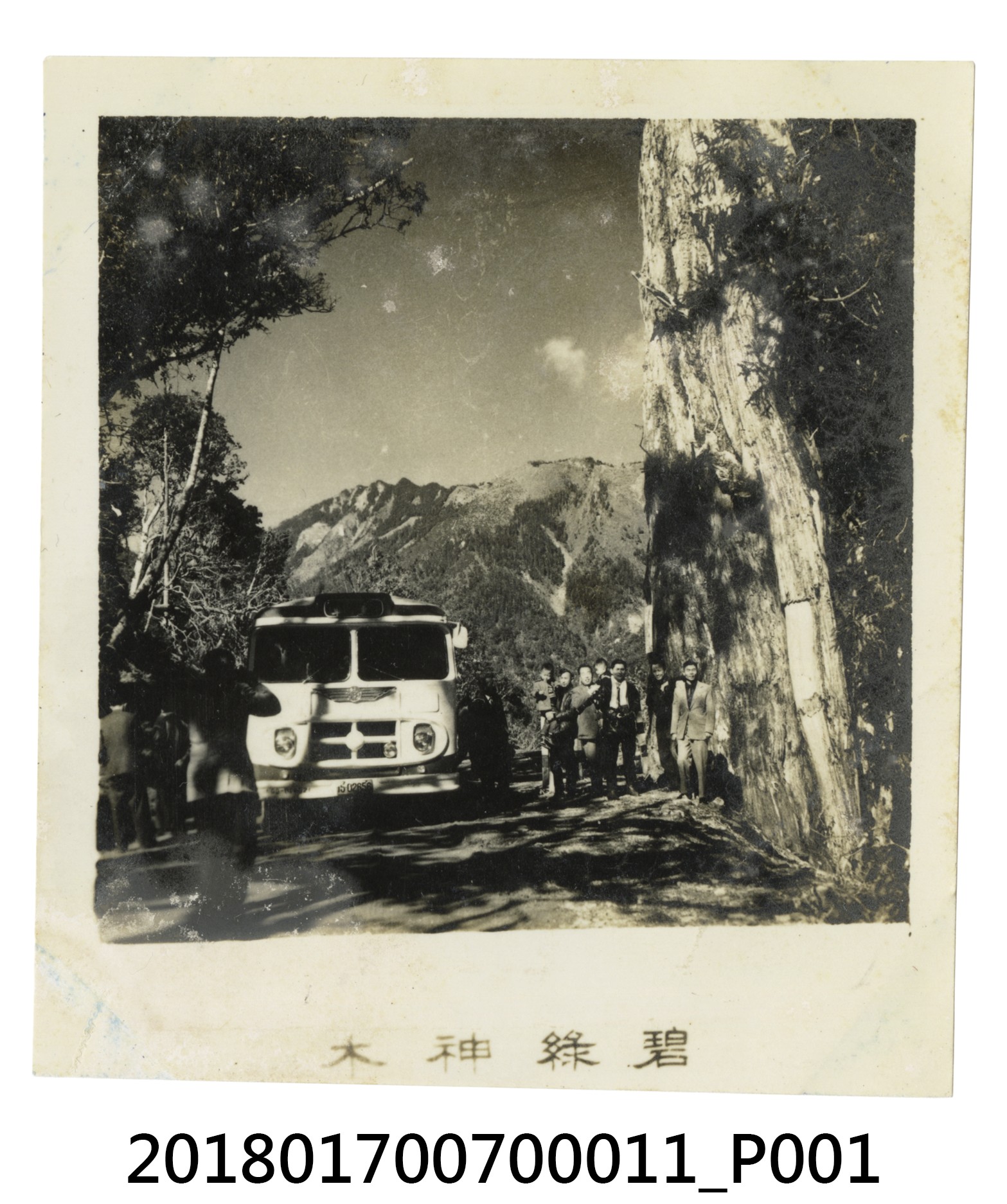 碧綠神木 (共4張)