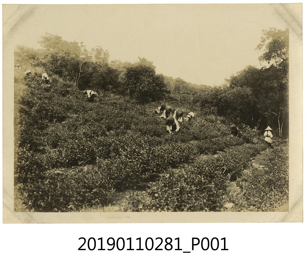 日治時期臺灣北部茶園採茶照 (共3張)