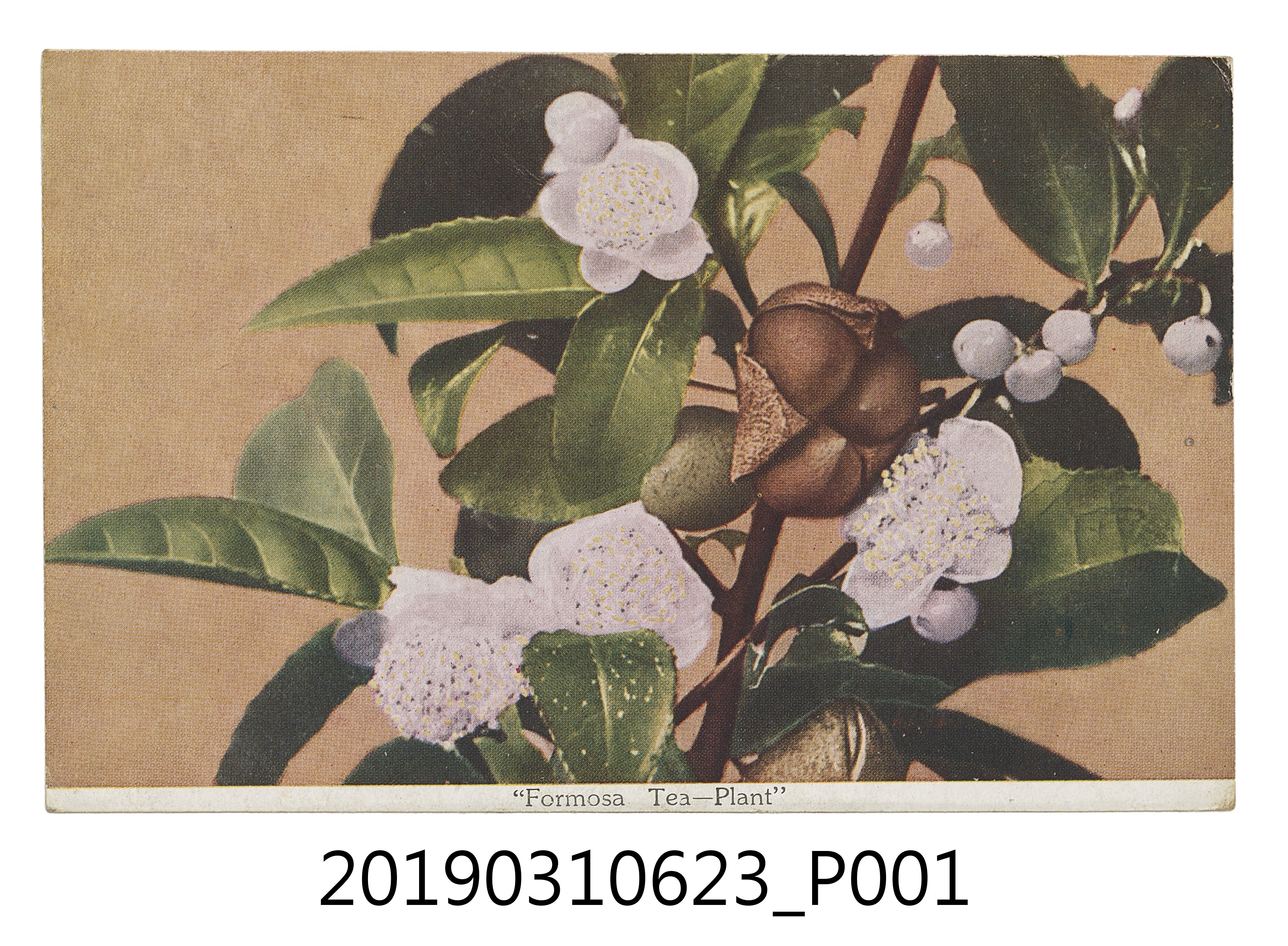 臺灣茶樹明信片 (共4張)