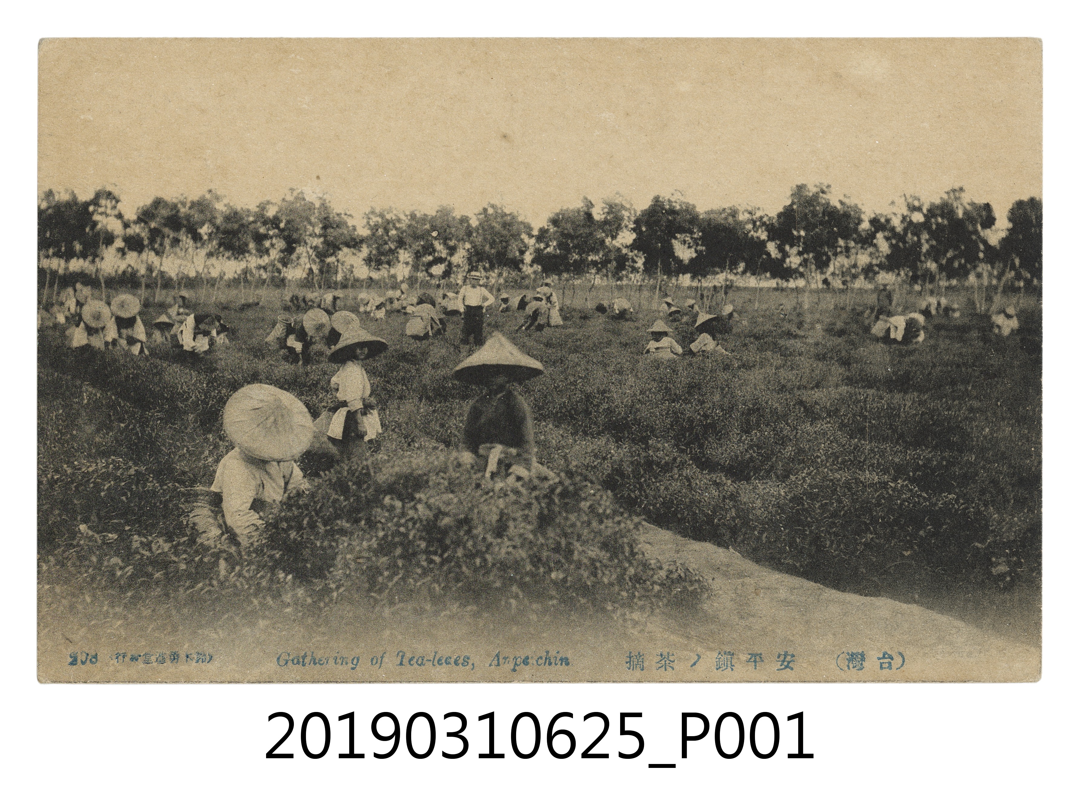 安平鎮茶園採茶風景明信片 (共4張)