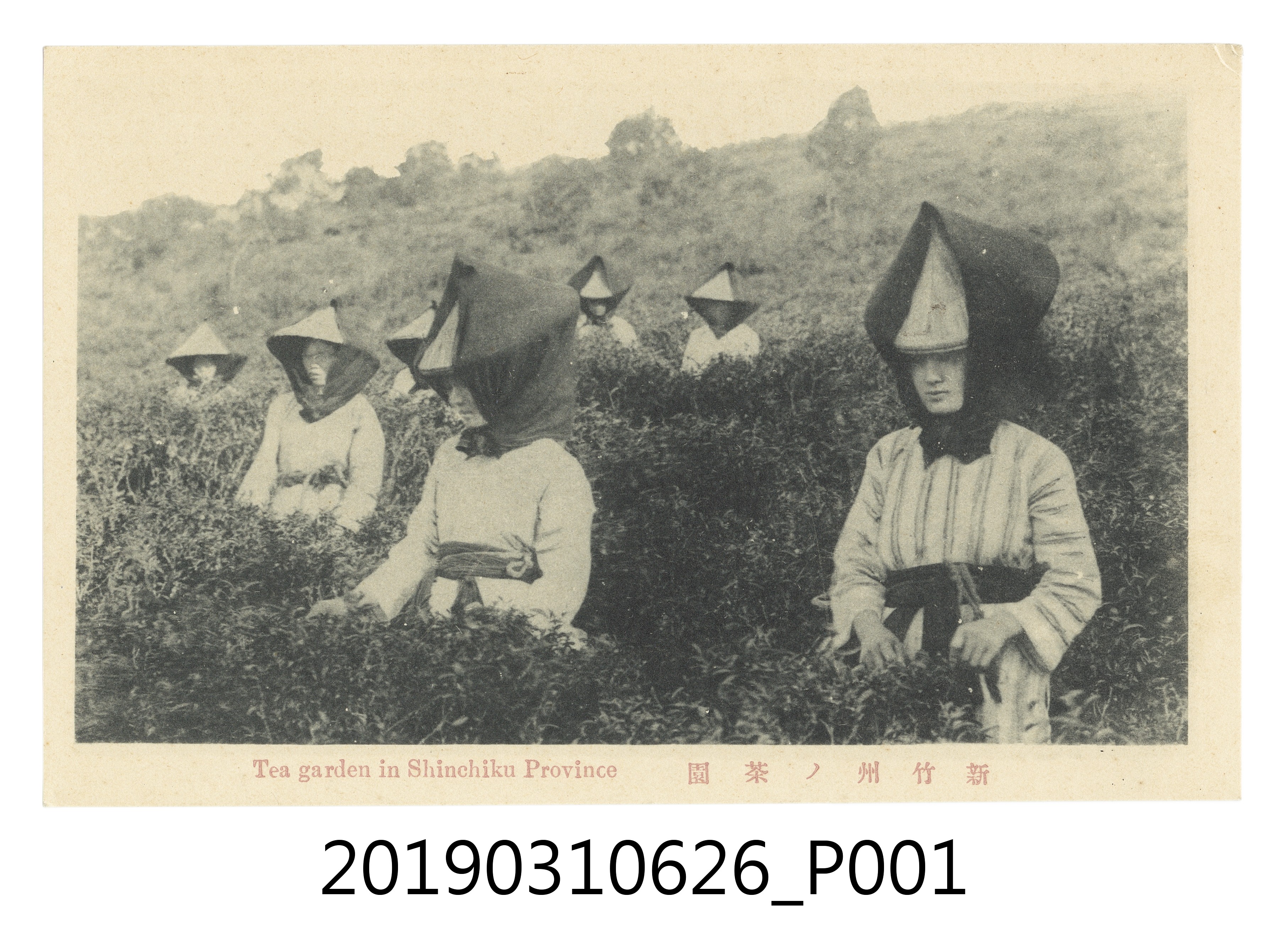 新竹州茶園風景明信片 (共4張)