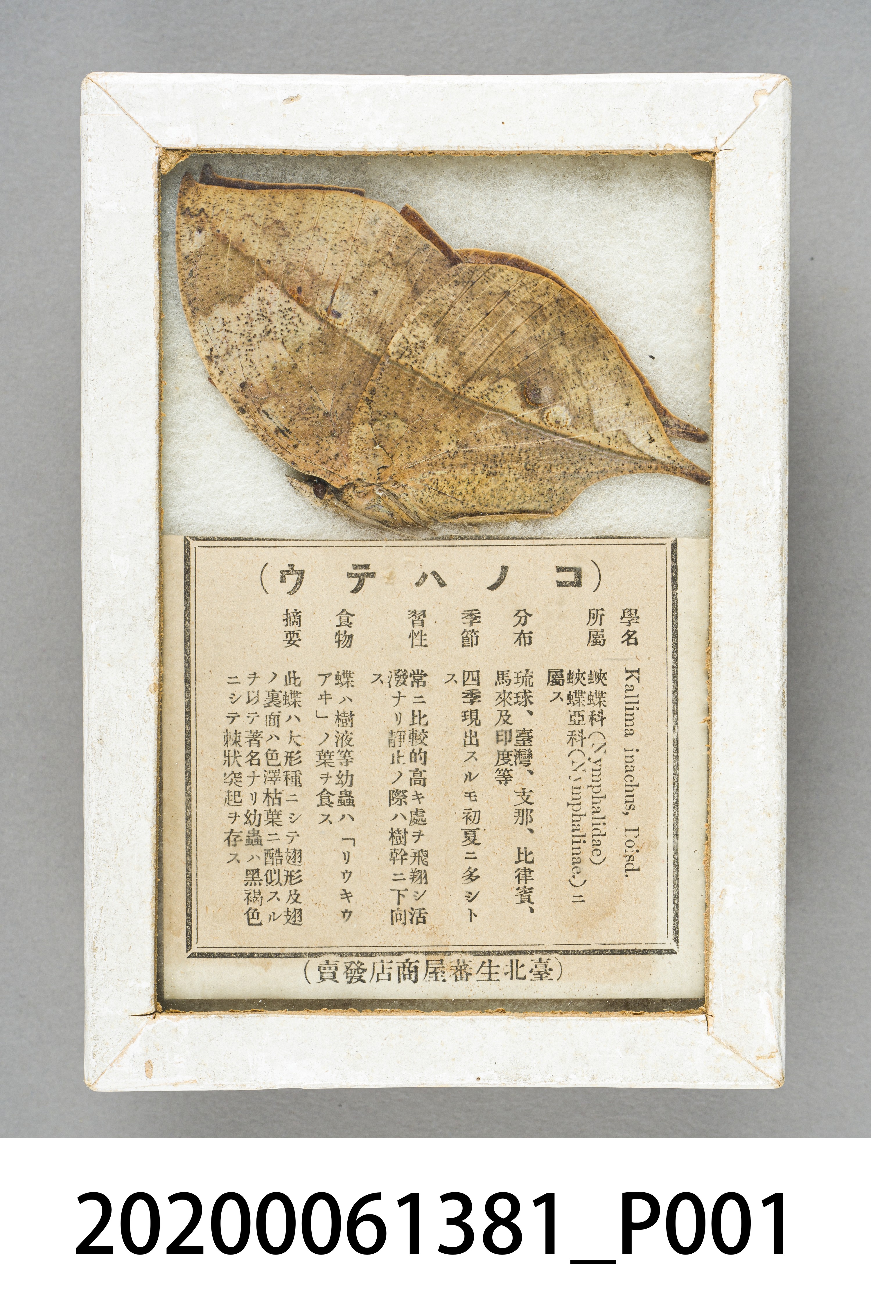 日治時期臺北生番星商店發賣蝴蝶標本 (共6張)