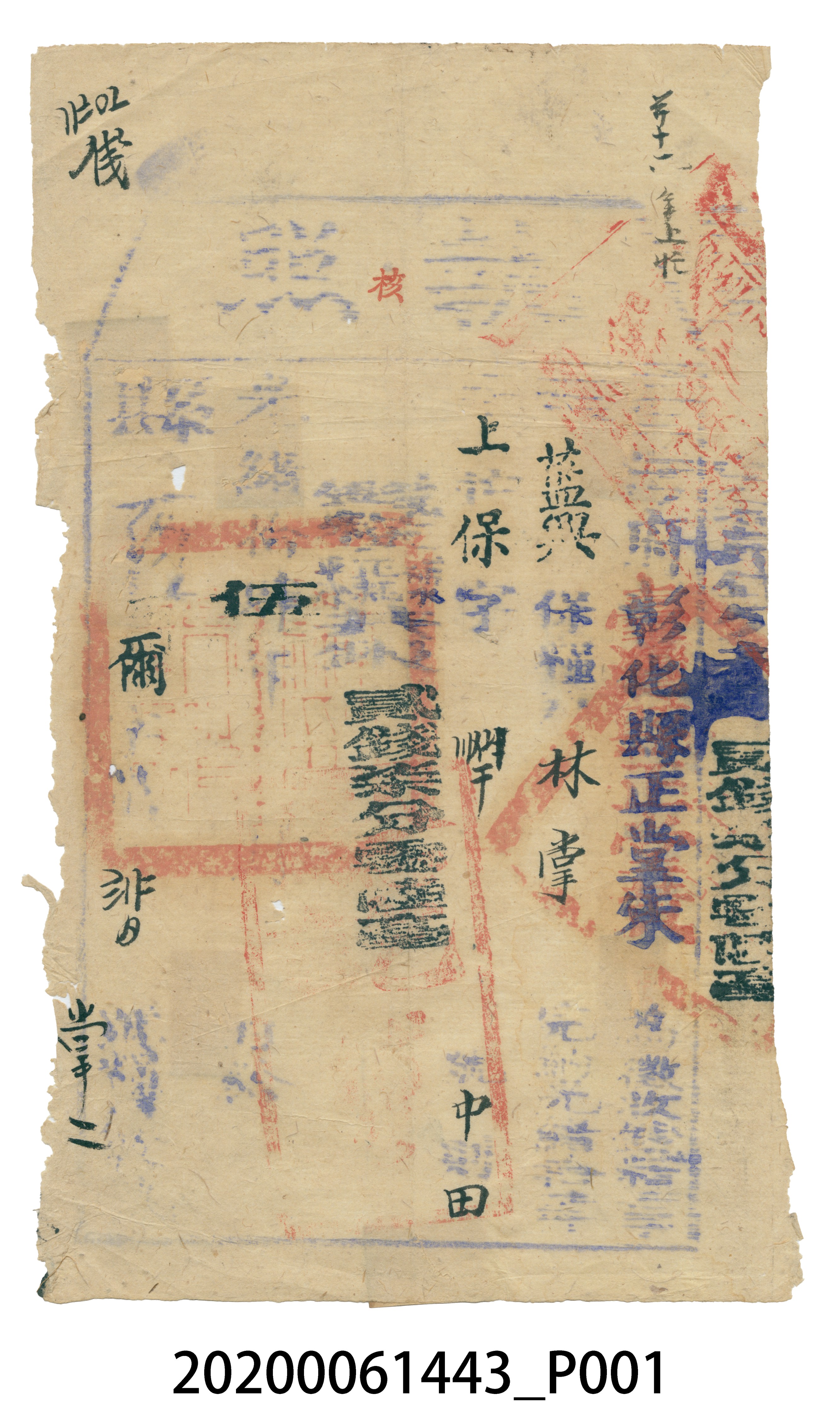 執照林掌 (共3張)