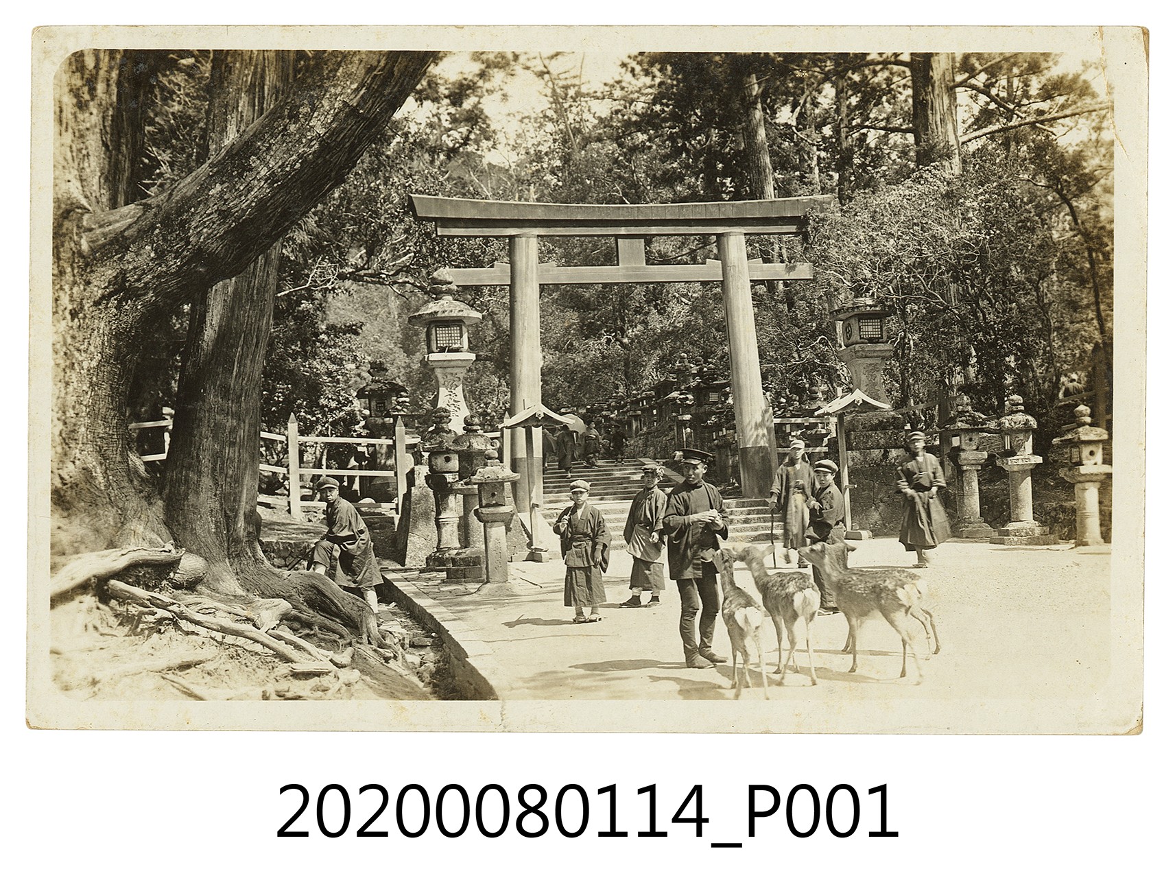 數人於鳥居前餵鹿明信片 (共2張)
