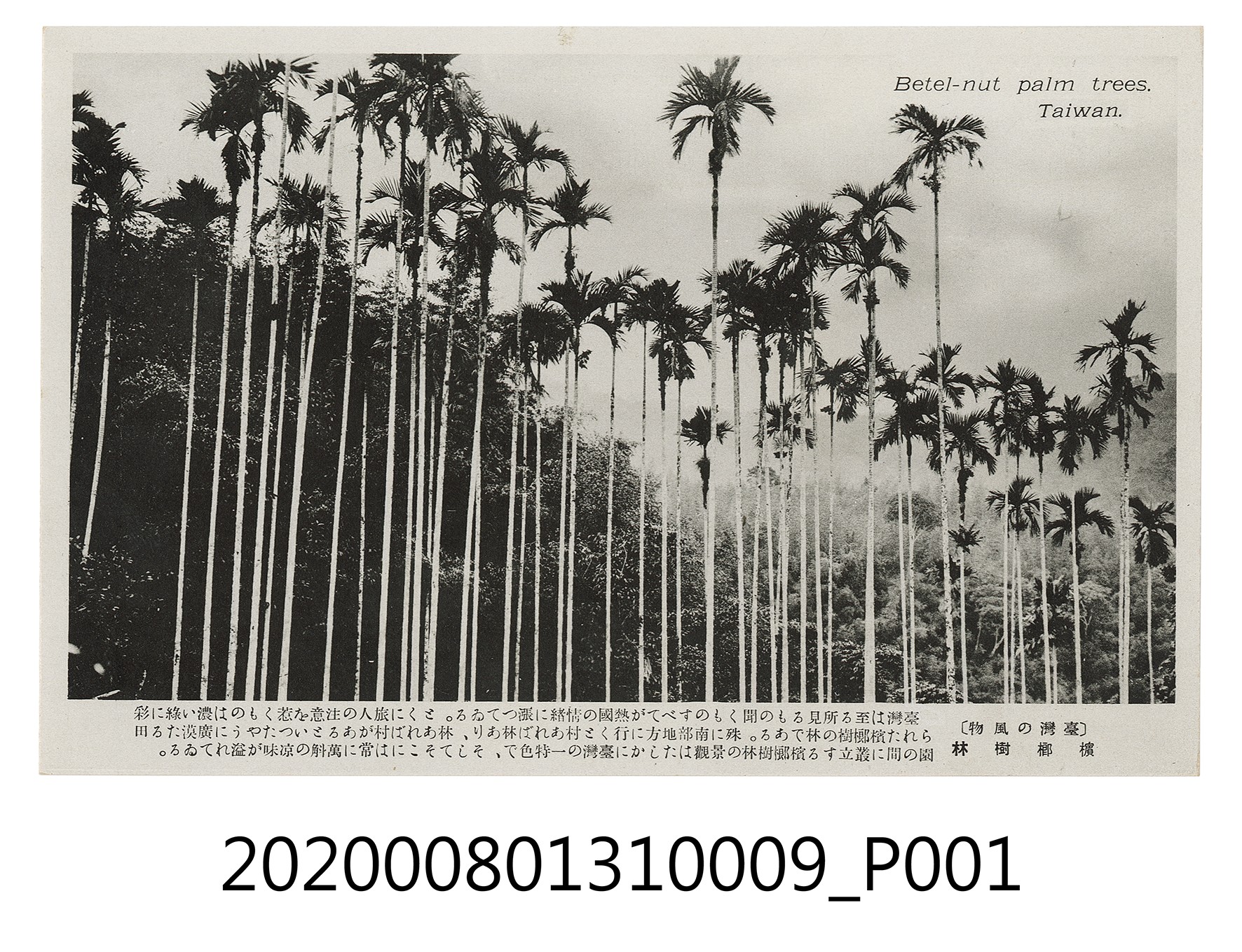 檳榔樹林 (共2張)
