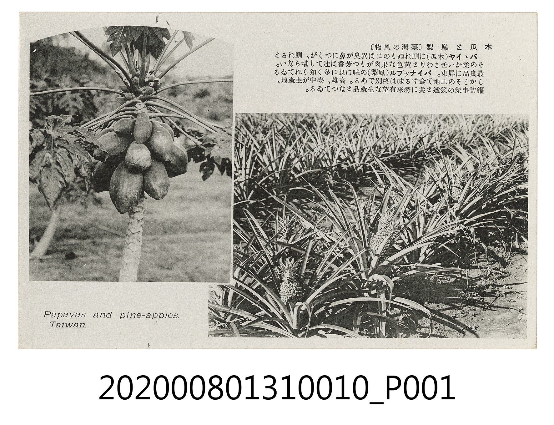 木瓜與鳳梨 (共2張)