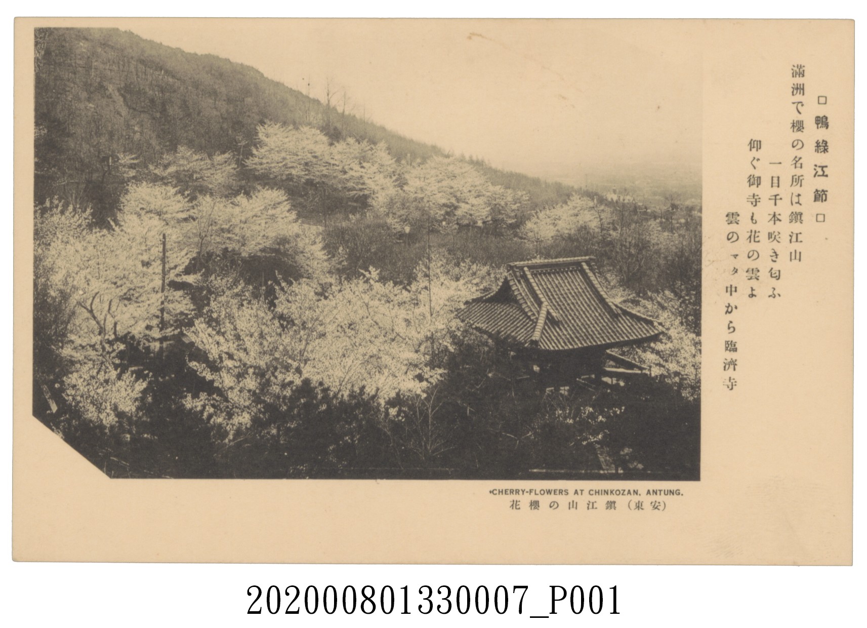 鎮江山の櫻花 (共2張)