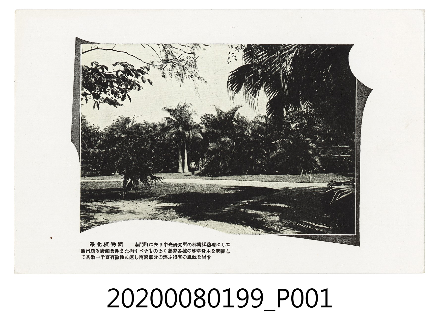 臺北植物園 (共2張)
