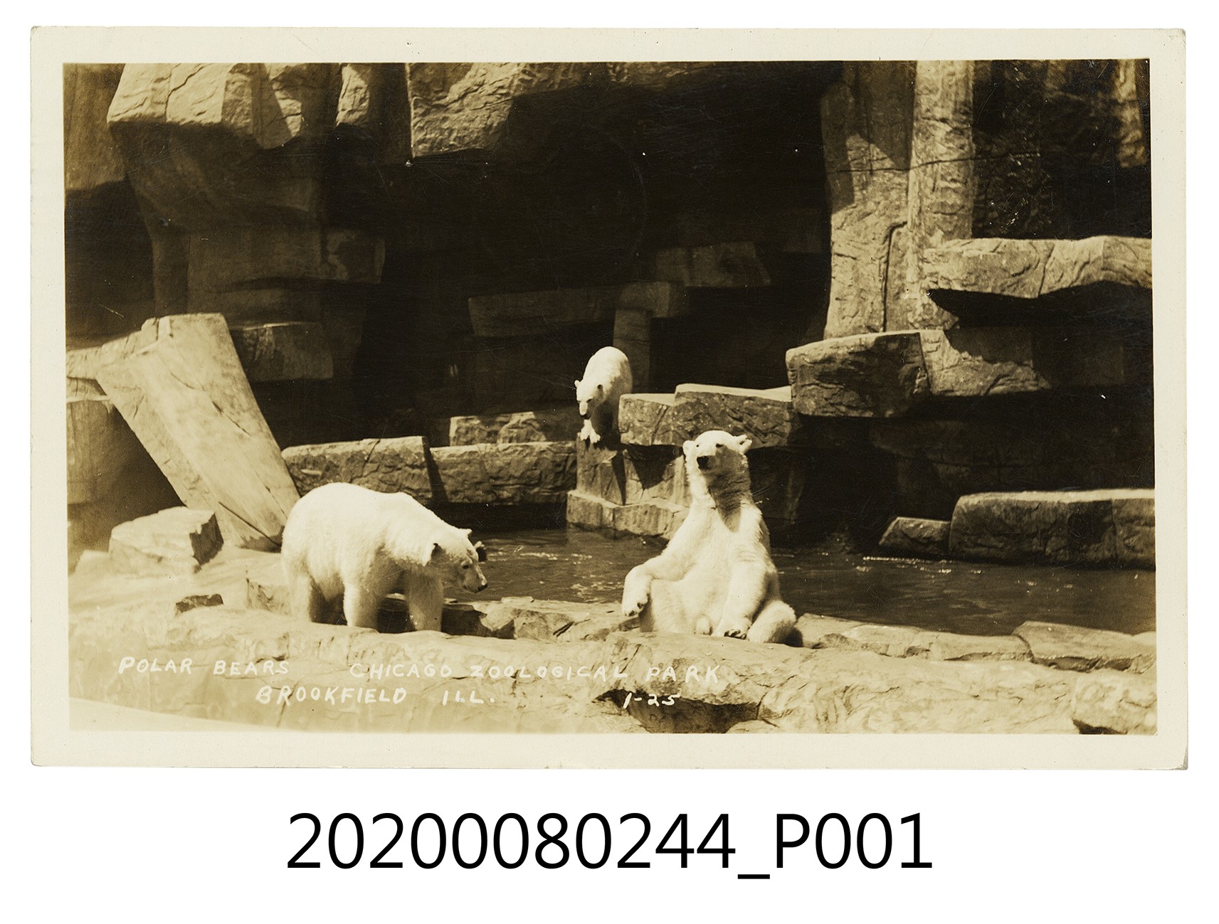 芝加哥動物園北極熊 (共2張)