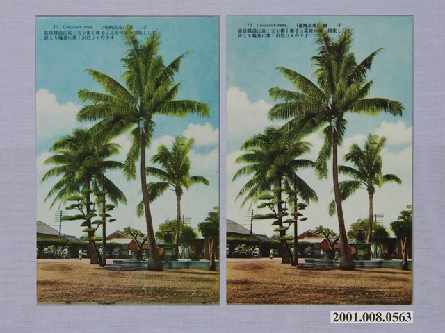 椰子樹 (共1張)