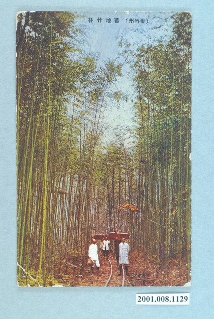 新竹州原住民地界所植竹林 (共4張)