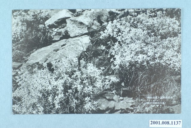 次高山附近的高山植物 (共4張)