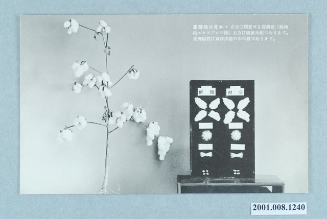 臺灣棉花株式會社臺灣棉的標本 (共2張)