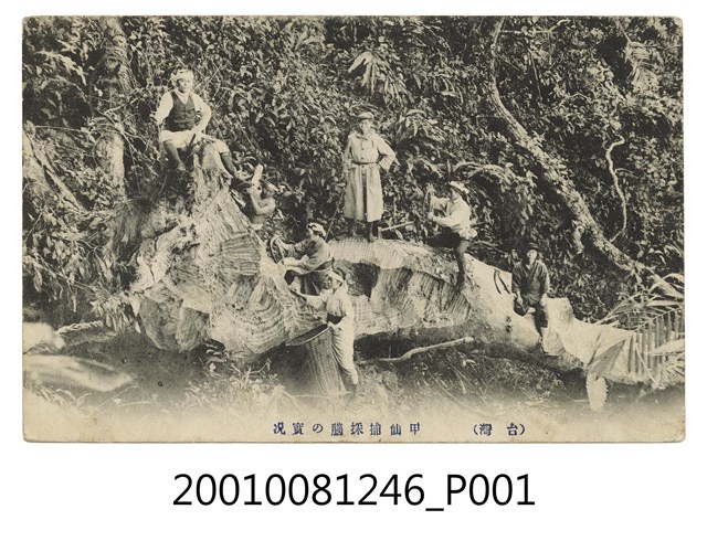 甲仙採集樟腦的實況 (共2張)