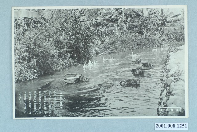 行走於水道的水牛 (共2張)