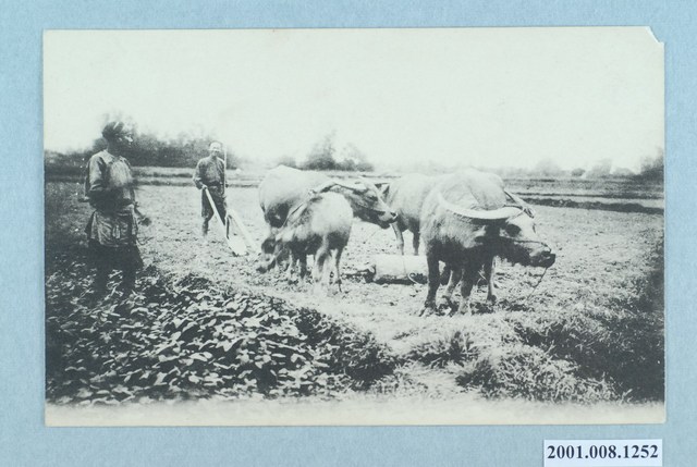 水牛犁田 (共2張)