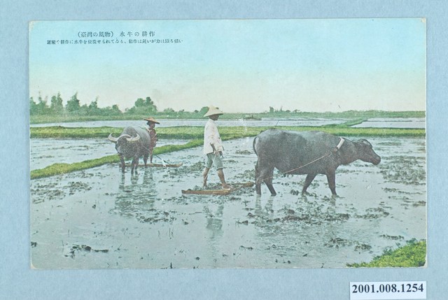 耕作的水牛 (共2張)
