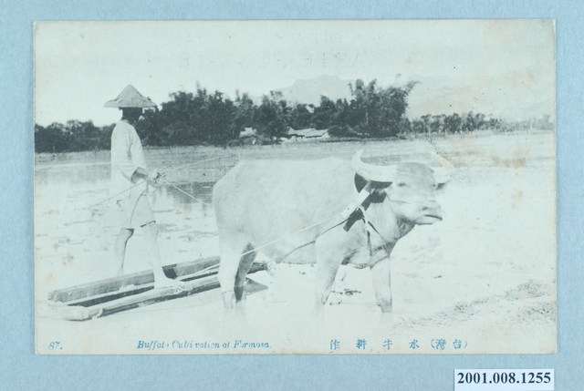 水牛耕作 (共2張)