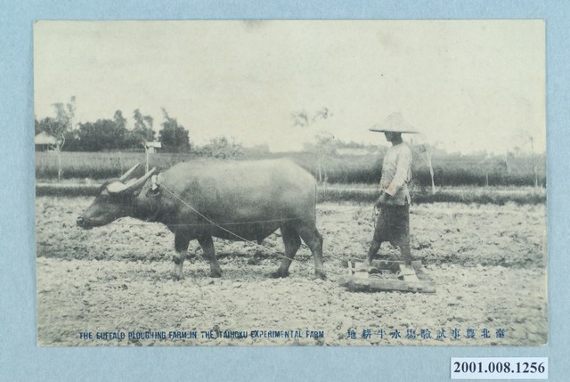 臺北新高堂書店發行臺北農事試驗場水牛耕種 (共2張)