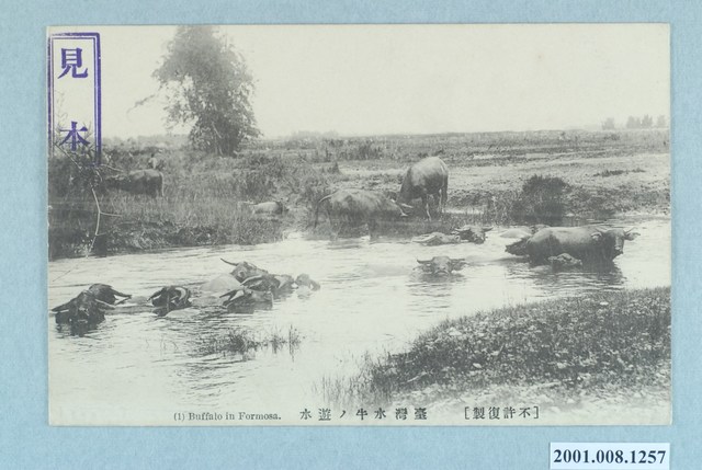 臺灣水牛之戲水 (共2張)