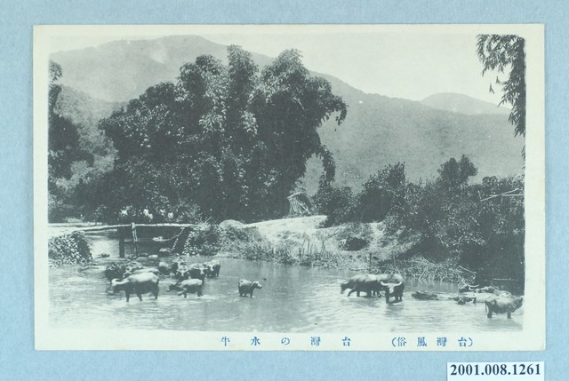 臺灣水牛 (共2張)