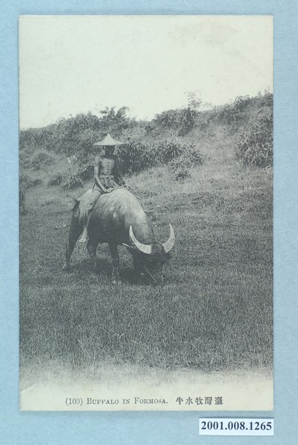 臺灣水牛之養牧 (共2張)