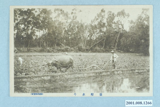 棚邊書店發行臺灣水牛 (共2張)