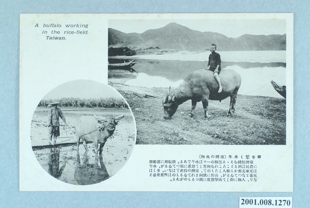 犁田的水牛 (共2張)