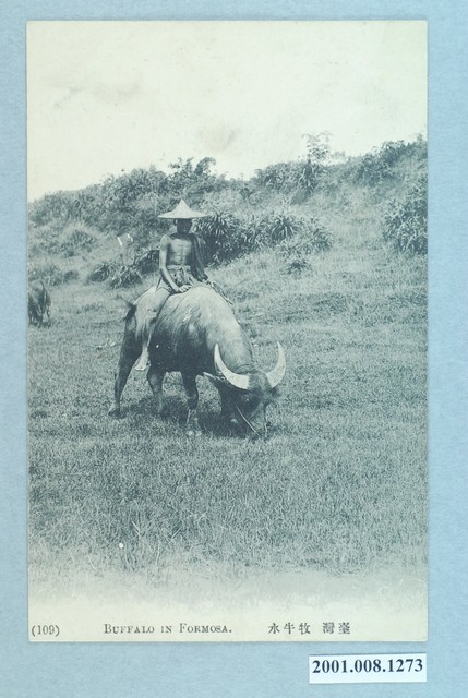 臺灣水牛之養牧 (共2張)