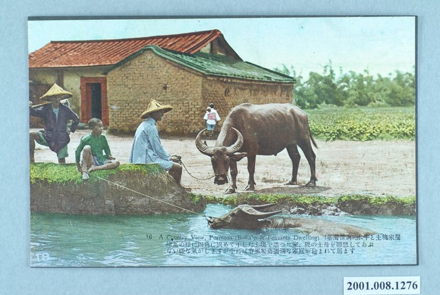 水牛與土确厝 (共1張)