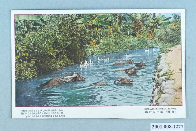 水中行走的水牛 (共1張)