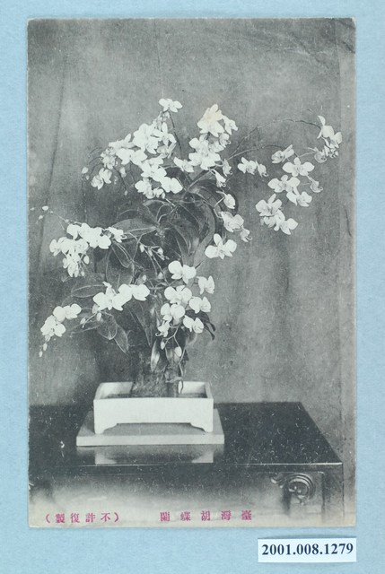 臺灣蝴蝶蘭 (共2張)