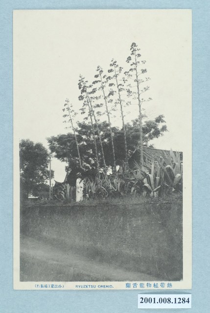 小出勸工廠發行熱帶植物龍舌蘭 (共2張)