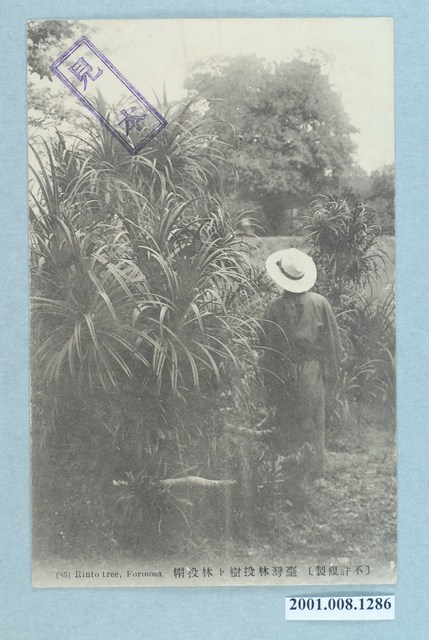 臺灣林投樹與林投帽 (共4張)