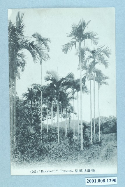 臺灣檳榔樹 (共2張)