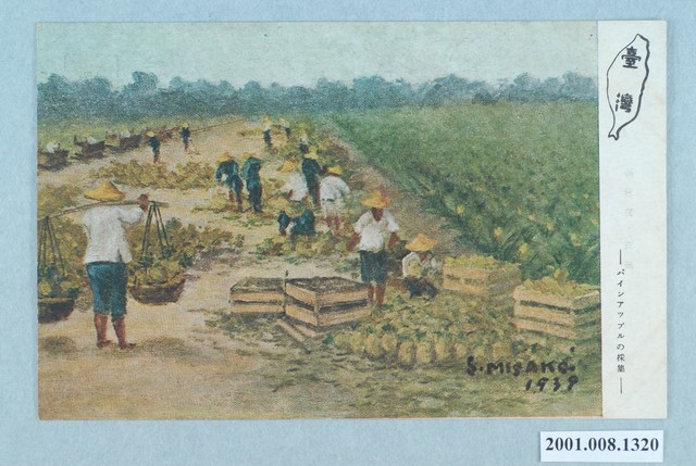 採收鳳梨 (共4張)