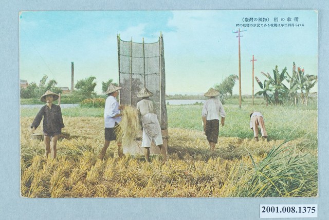 收割稻穀 (共2張)