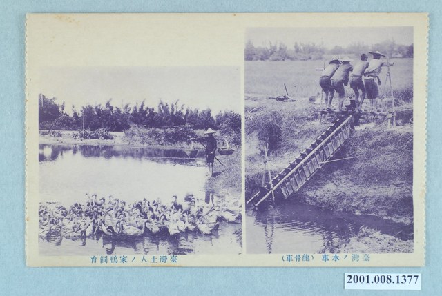 臺灣的水車與在地的養鴨人家 (共2張)