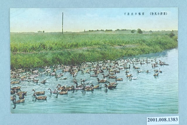 游泳的家鴨 (共2張)