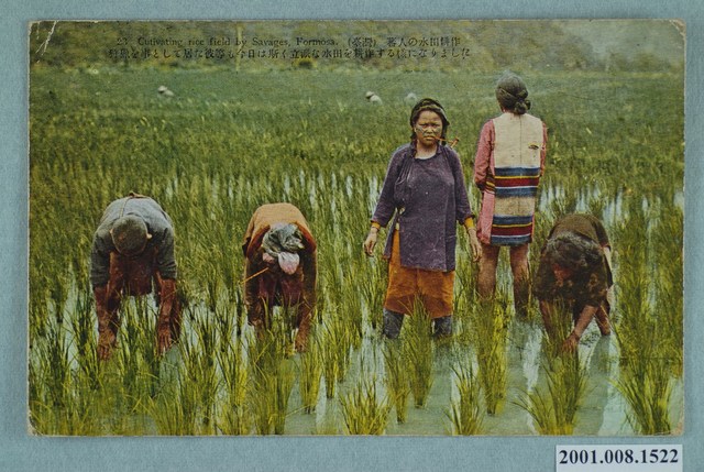 角板山泰雅族的水田耕作 (共2張)