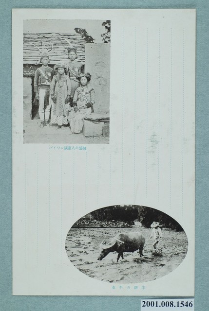 盛裝的排灣族原住民與耕作中的水牛 (共2張)