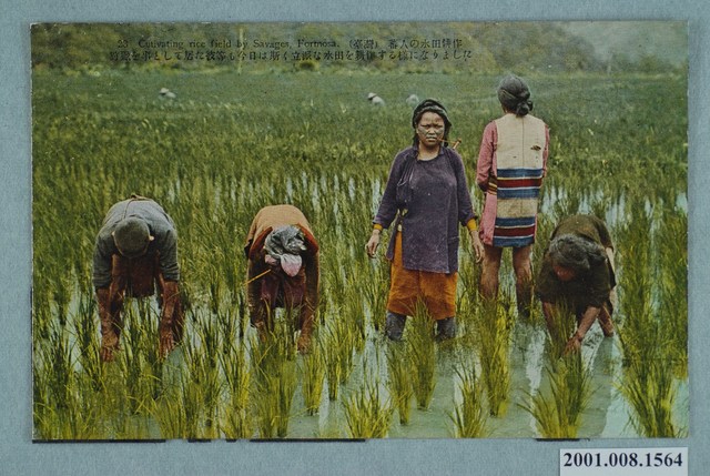 角板山泰雅族的水田耕作 (共2張)