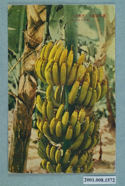 棚邊書店發行臺灣芭蕉 (共4張)